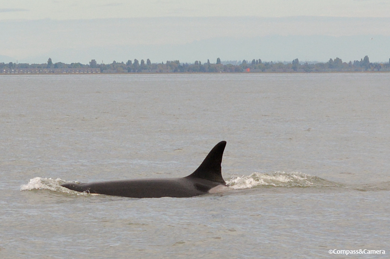 Granny, identified by the small notch in her dorsal fin and gray patch at the base