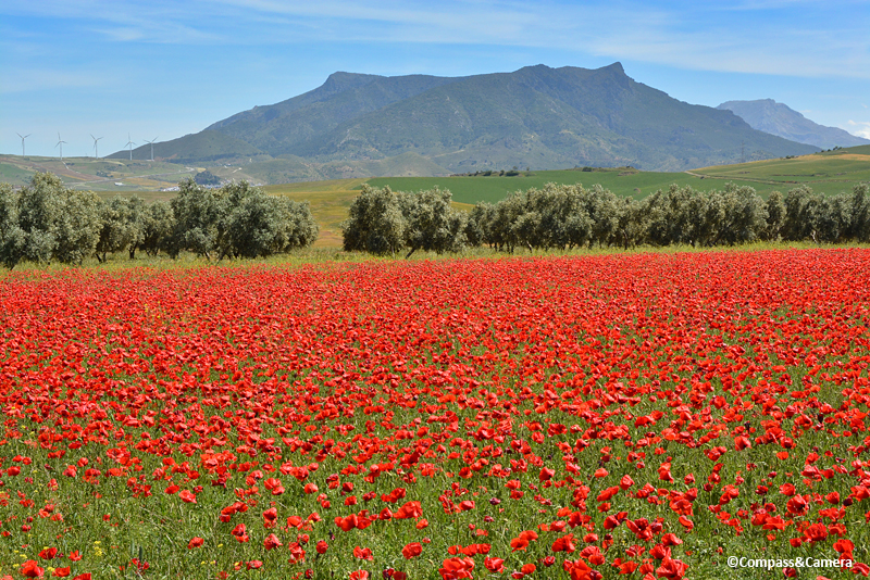 Poppies in Ardales, Spain