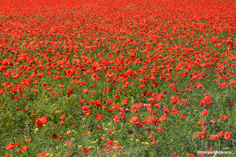 Poppies in Ardales, Spain