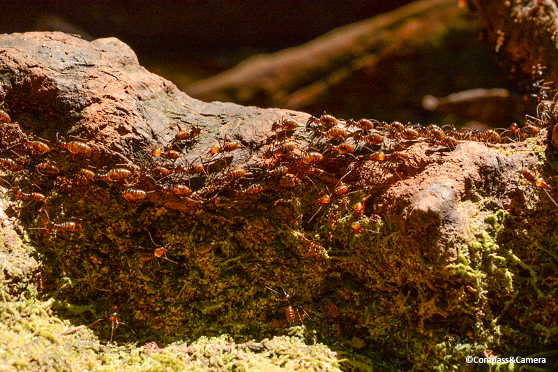 Ants! : Borneo