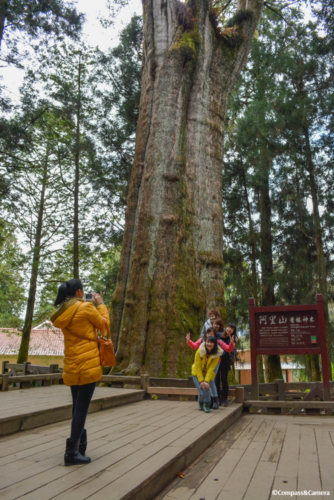 Trunk of Sianglin Sacred Tree